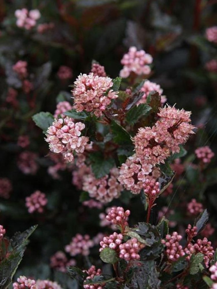 Пузыреплодник Литл Девил (Little Devil) купить с доставкой