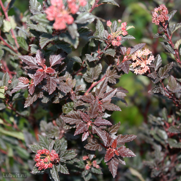 Пузыреплодник Литл Девил (Little Devil) купить с доставкой