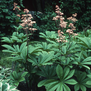 Роджерсия перистая