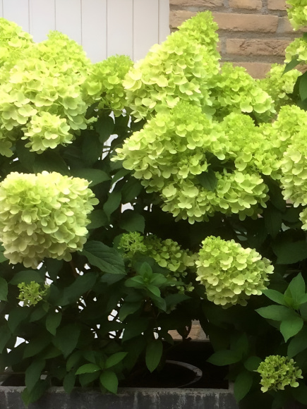 Гортензия Мохито (Mojito) метельчатая купить с доставкой