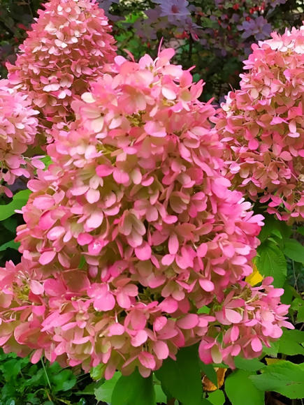 Гортензия Мохито (Mojito) метельчатая купить с доставкой