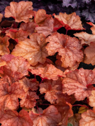 Гейхера Карнивал Фолл Фестивал (Carnival Fall Festival) Гейхера Карнивал Фолл Фестивал (Carnival Fall Festival)