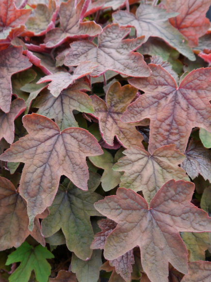 Гейхера Арт Деко (Art Deco) купить с доставкой