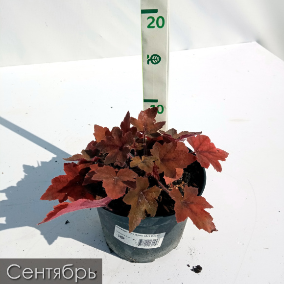 Гейхера Арт Деко (Art Deco) купить с доставкой Гейхера Арт Деко (Art Deco) купить с доставкой