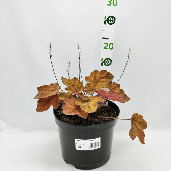 Гейхера Арт Деко (Art Deco) купить с доставкой Гейхера Арт Деко (Art Deco) купить с доставкой