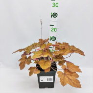 Гейхера Арт Деко (Art Deco)