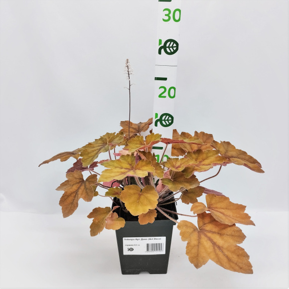 Гейхера Арт Деко (Art Deco) купить с доставкой Гейхера Арт Деко (Art Deco) купить с доставкой