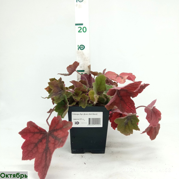 Гейхера Арт Деко (Art Deco) купить с доставкой Гейхера Арт Деко (Art Deco) купить с доставкой