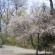 Абрикос маньчжурский (Prunus mandschurica) купить с доставкой