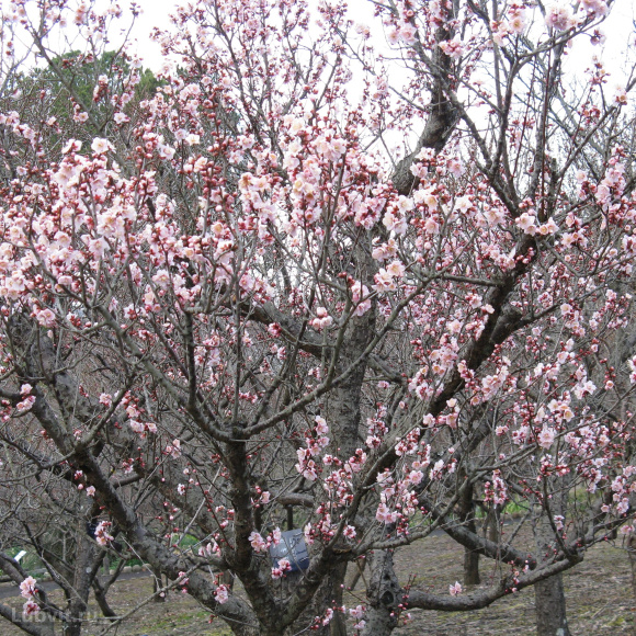 Абрикос маньчжурский (Prunus mandschurica) купить с доставкой