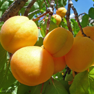 Абрикос маньчжурский (Prunus mandschurica) Абрикос маньчжурский (Prunus mandschurica)