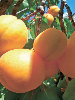 Абрикос маньчжурский (Prunus mandschurica)