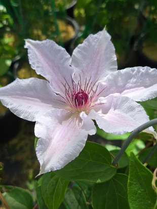 Клематис Сноу Квин (Snow Queen)