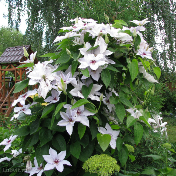 Клематис Сноу Квин (Snow Queen) купить с доставкой Клематис Сноу Квин (Snow Queen) купить с доставкой