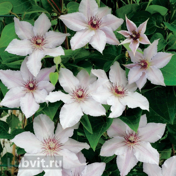 Клематис Сноу Квин (Snow Queen) купить с доставкой Клематис Сноу Квин (Snow Queen) купить с доставкой