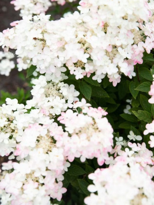 Гортензия Тач оф Пинк (Touch of Pink) метельчатая