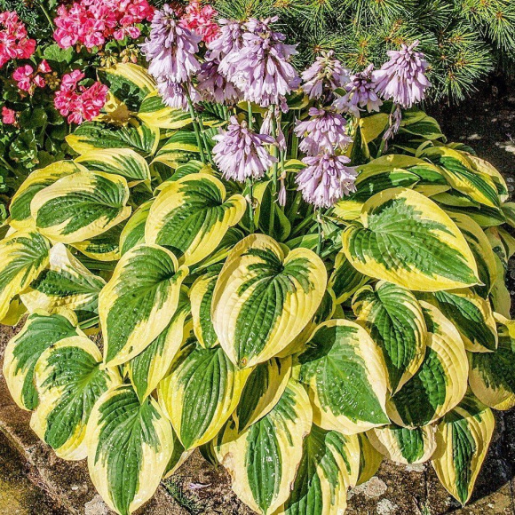 Хоста Брим Кап (Brim Cup)