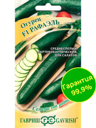 Огурец Рафаэль салатный [Гавриш]