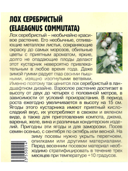 Лох Серебристый Elaeagnus commutata [Семена редких растений] купить с доставкой