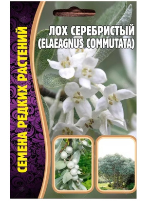 Лох Серебристый Elaeagnus commutata [Семена редких растений]