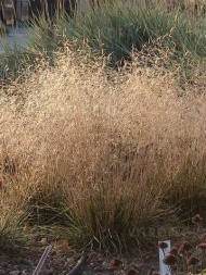 Луговик Голдшлеер