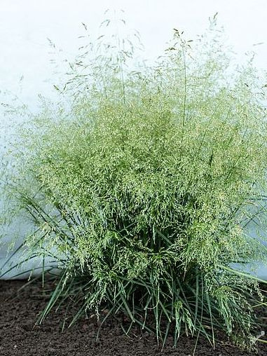 Луговик Голдшлеер (Goldschleier) купить с доставкой