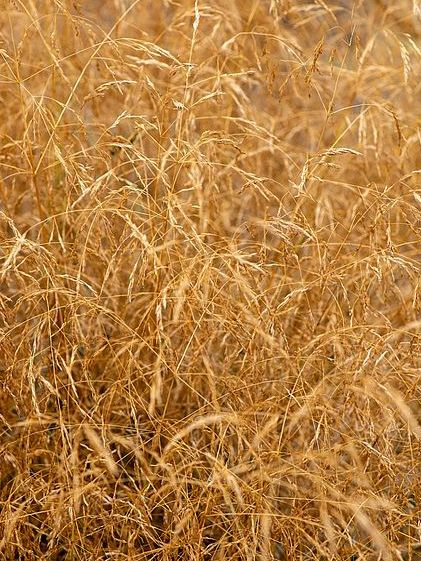 Луговик Голдшлеер (Goldschleier) купить с доставкой