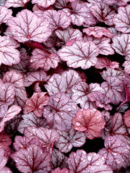 Гейхера Джорджия Плам (Georgia Plum) Гейхера Джорджия Плам (Georgia Plum)