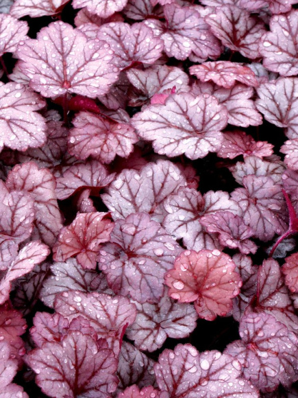 Гейхера Джорджия Плам (Georgia Plum) купить с доставкой