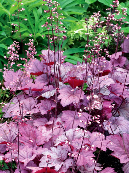 Гейхера Джорджия Плам (Georgia Plum) купить с доставкой