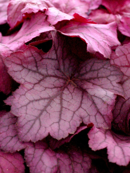 Гейхера Джорджия Плам (Georgia Plum) купить с доставкой