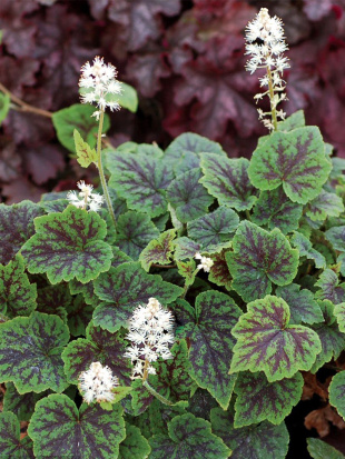 Тиарелла Аппалачиан Трейл (Appalachian Trail)