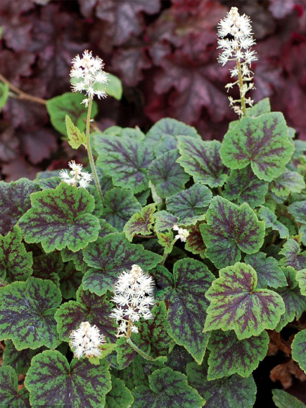 Тиарелла Аппалачиан Трейл (Appalachian Trail) купить с доставкой