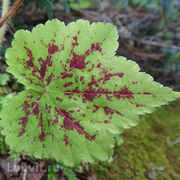 Тиарелла Аппалачиан Трейл (Appalachian Trail) купить с доставкой