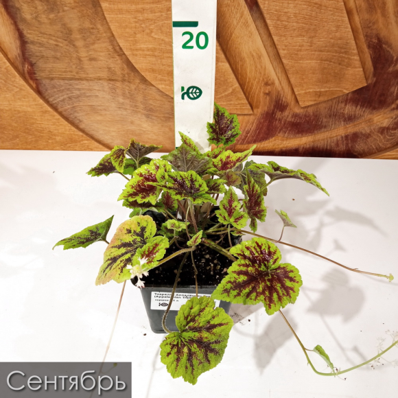 Тиарелла Аппалачиан Трейл (Appalachian Trail) купить с доставкой