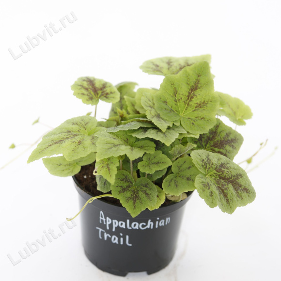 Тиарелла Аппалачиан Трейл (Appalachian Trail) купить с доставкой