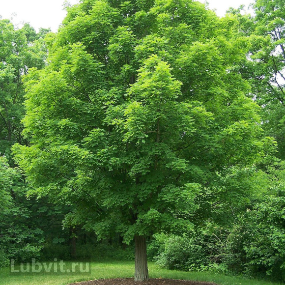 Клен Сахарный (Saccharum) купить с доставкой