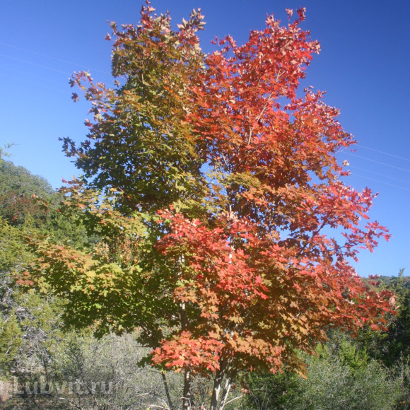 Клен Сахарный (Saccharum) купить с доставкой