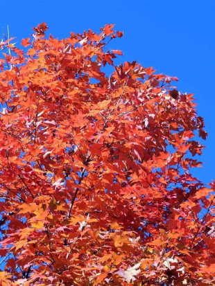 Клен Сахарный (Saccharum)