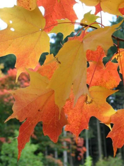 Клен Сахарный (Saccharum) купить с доставкой