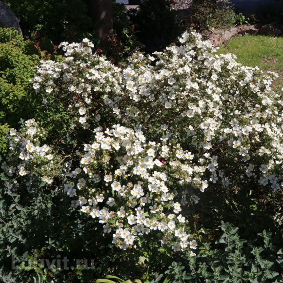 Лапчатка Абботсвуд (Abbotswood) купить с доставкой Лапчатка Абботсвуд (Abbotswood) купить с доставкой