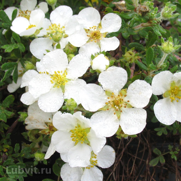 Лапчатка Абботсвуд (Abbotswood) купить с доставкой Лапчатка Абботсвуд (Abbotswood) купить с доставкой