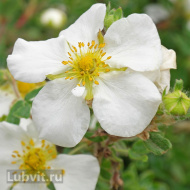 Лапчатка Абботсвуд (Abbotswood) Лапчатка Абботсвуд (Abbotswood)