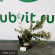 Лапчатка Абботсвуд (Abbotswood) с доставкой