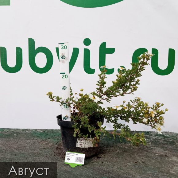 Лапчатка Абботсвуд (Abbotswood) купить с доставкой Лапчатка Абботсвуд (Abbotswood) купить с доставкой