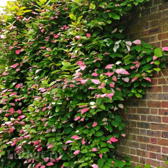 Актинидия Доктор Шимановский (Dr. Shimanovsky) купить с доставкой