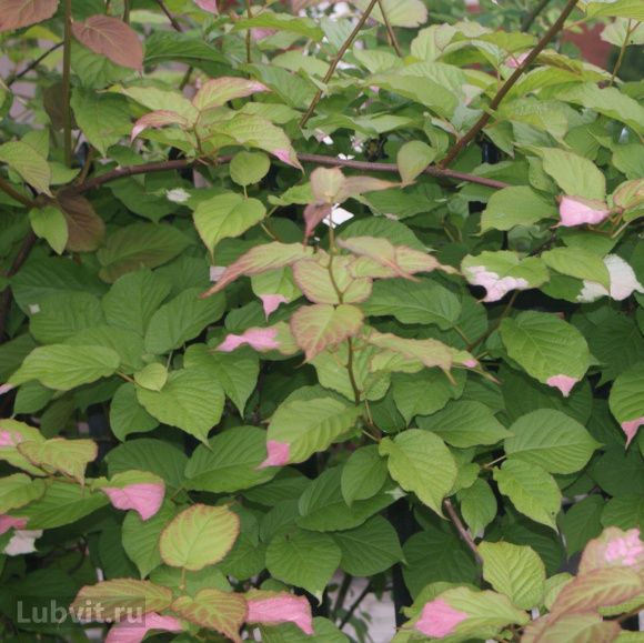 Актинидия Доктор Шимановский (Dr. Shimanovsky) купить с доставкой