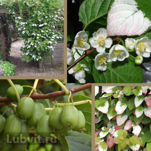 Актинидия Доктор Шимановский (Dr. Shimanovsky)