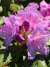 Рододендрон сихотинский Розово-сиреневый купить с доставкой