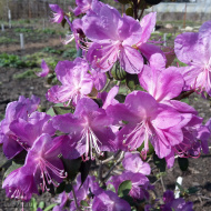 Рододендрон сихотинский Розово-сиреневый Рододендрон сихотинский Розово-сиреневый